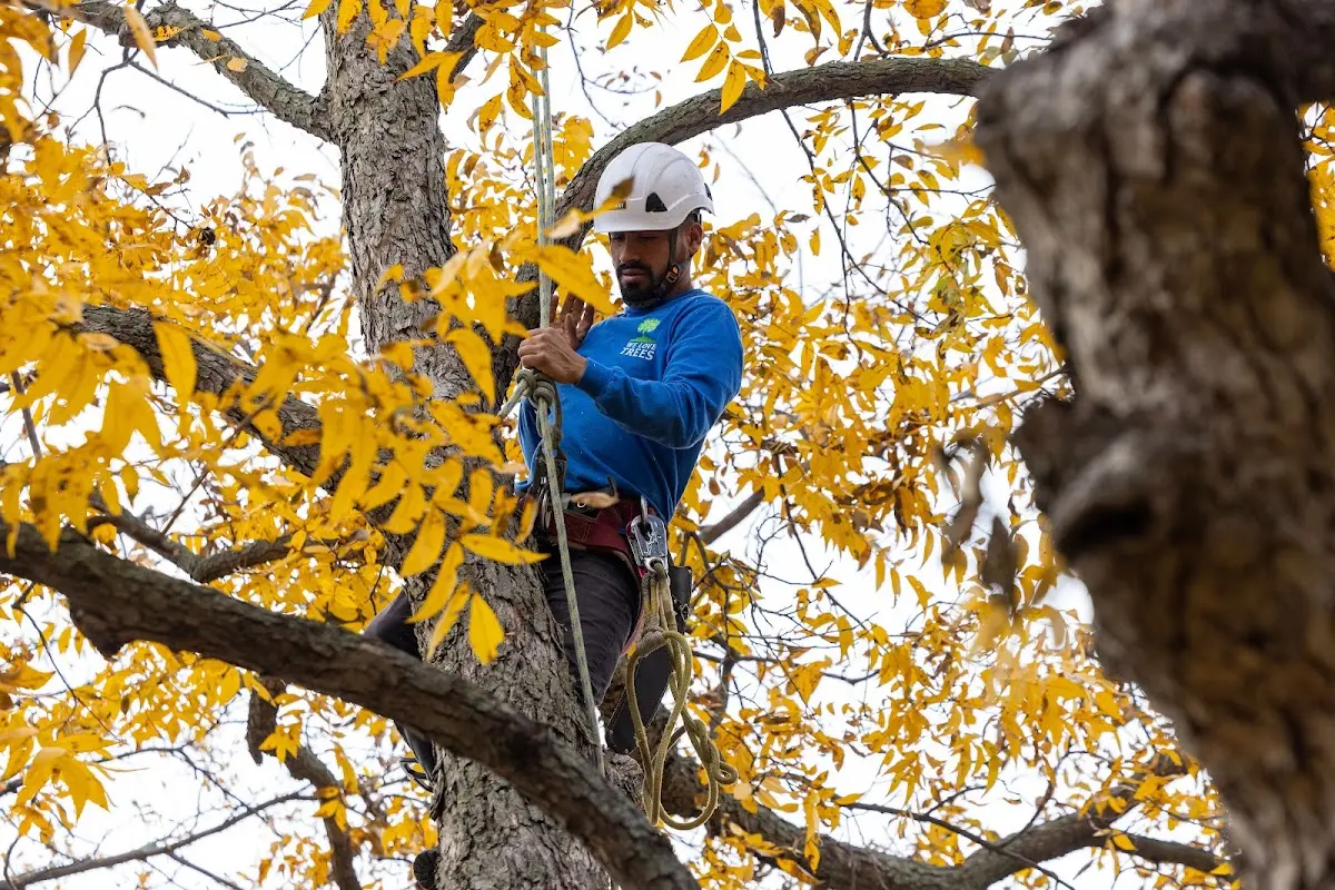 Skilled Storm Damage Cleanup crew working in West Point